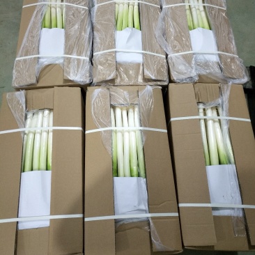 福建精品漳浦大葱、净葱、箱葱、网袋葱。