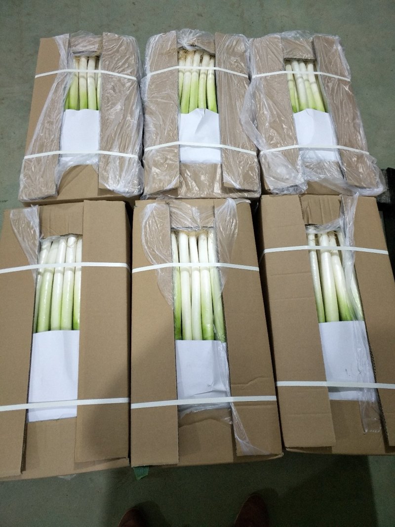 福建精品漳浦大葱、净葱、箱葱、网袋葱。