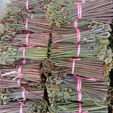 大批量销售红蕨菜（盐）