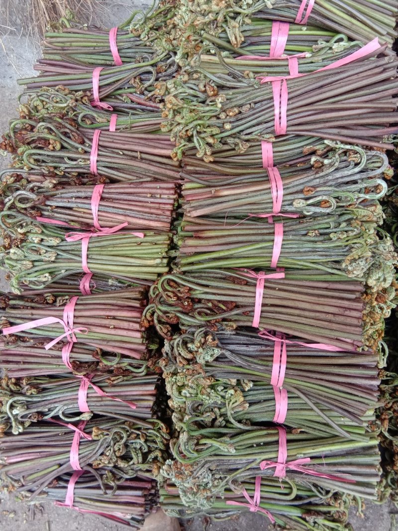 大批量销售红蕨菜（盐）