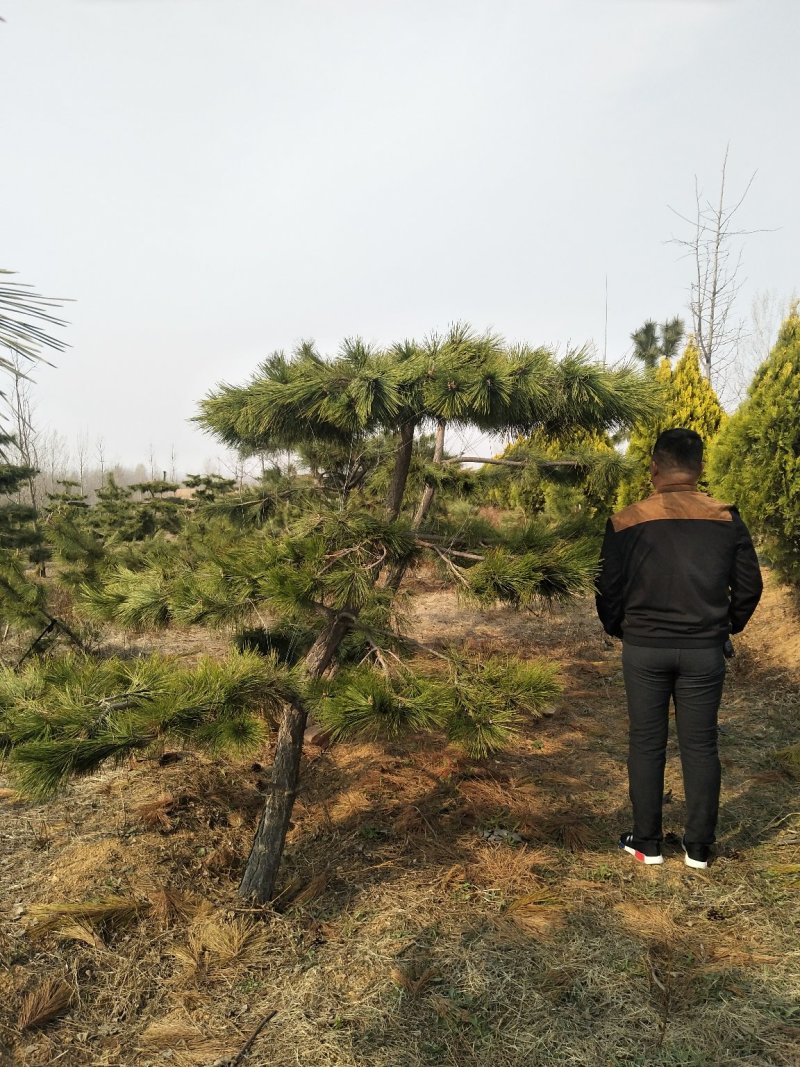 黑松