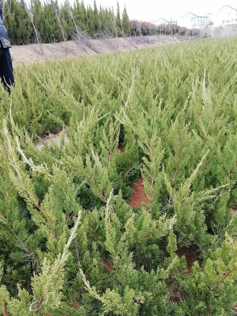 侧柏