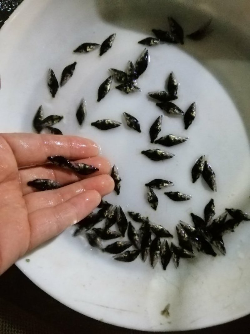 翘嘴桂鱼苗淡水养殖