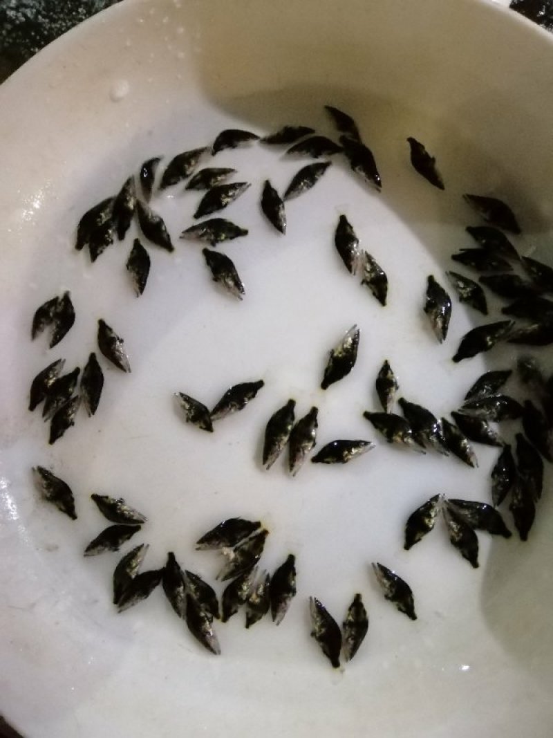 翘嘴桂鱼苗淡水养殖
