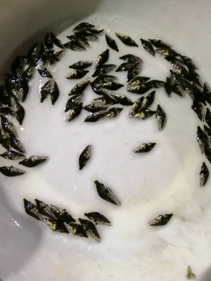 翘嘴桂鱼苗淡水养殖
