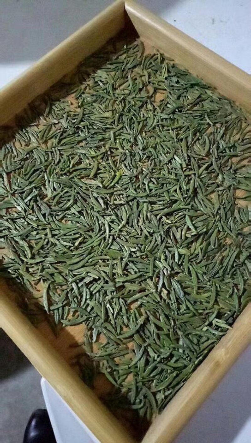 湄潭翠芽