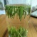 湄潭翠芽