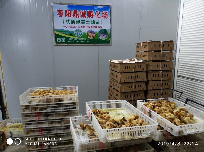 漂亮土公鸡苗出壳苗35~45克全公苗雄