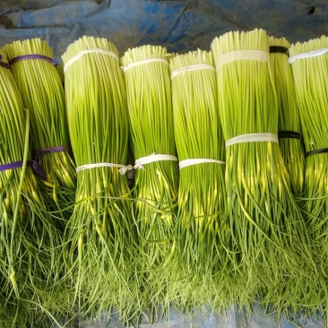 蒜苔白帽蒜苔全国发货诚信代办质量上乘