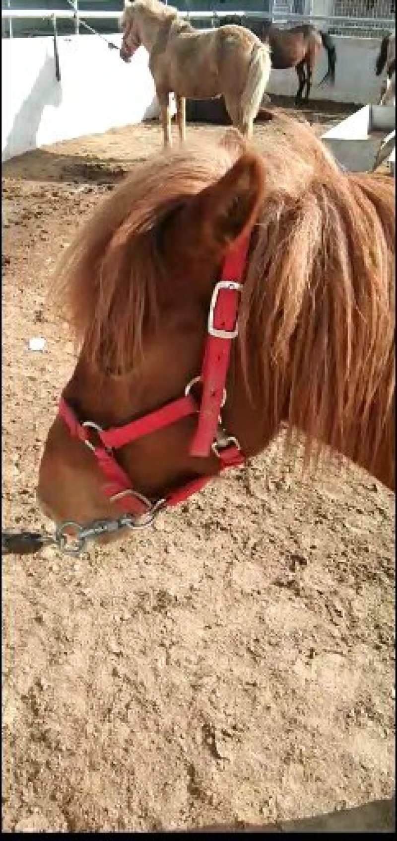 矮马，斯特兰，