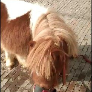 矮马，斯特兰，
