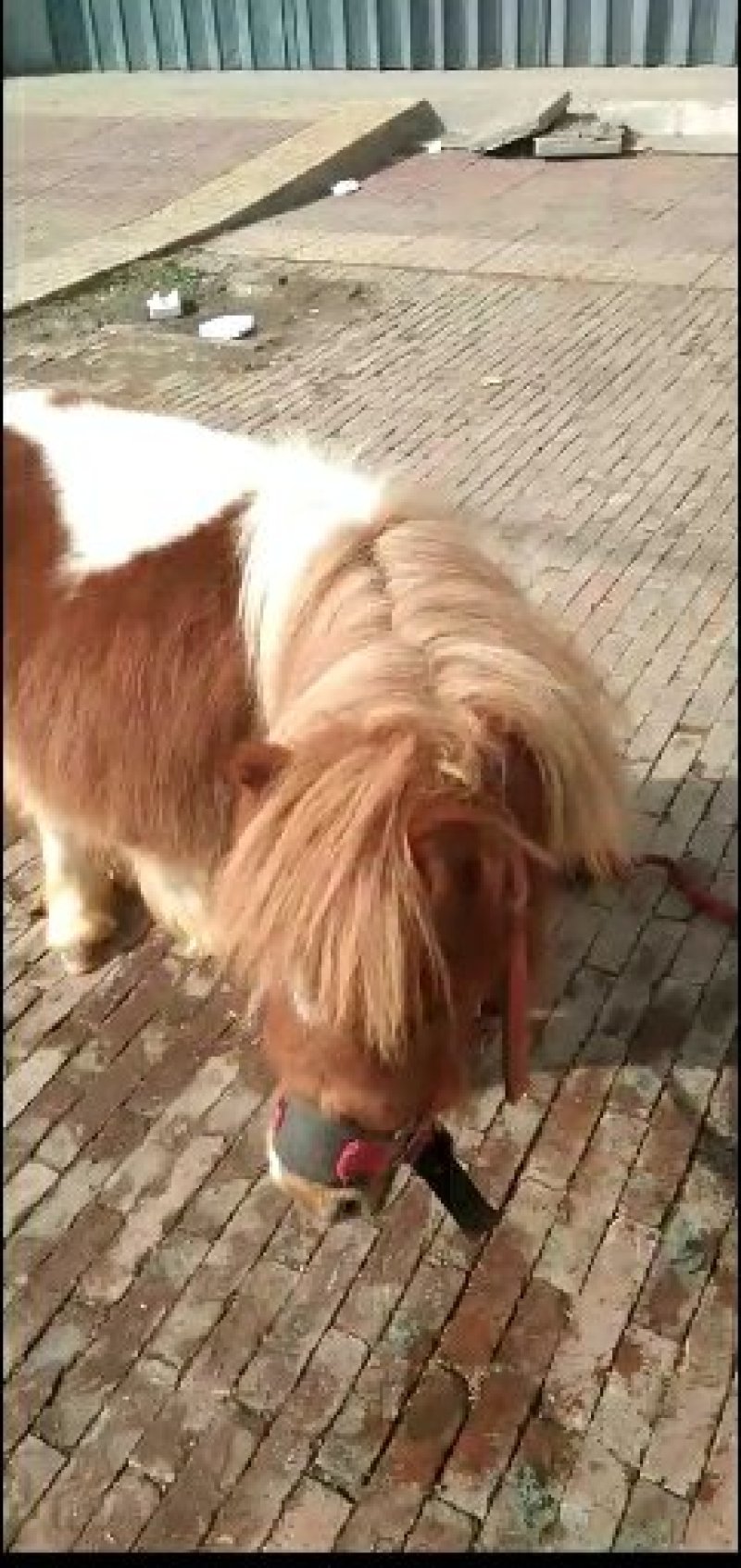 矮马，斯特兰，
