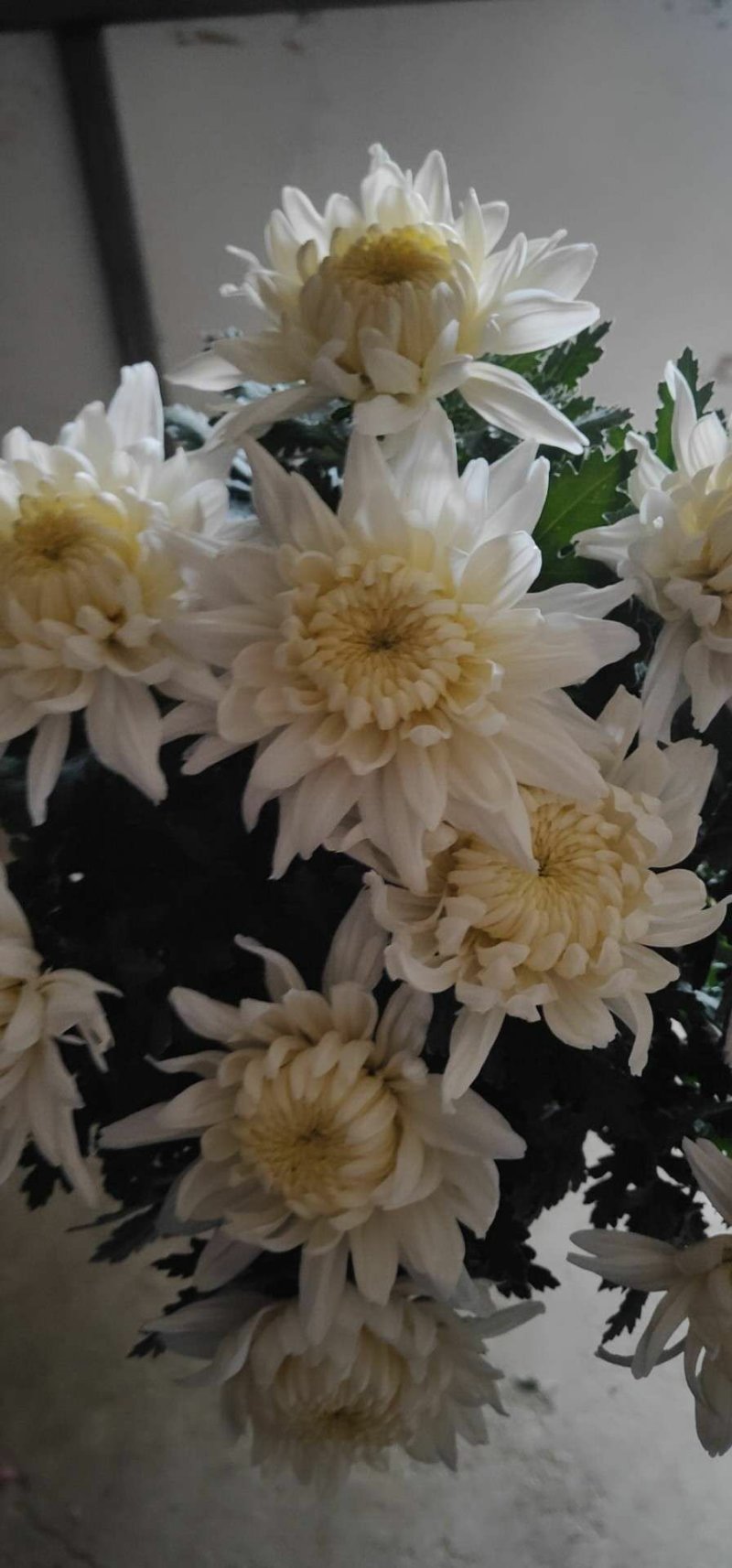 鲜切花