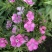 鲜切花
