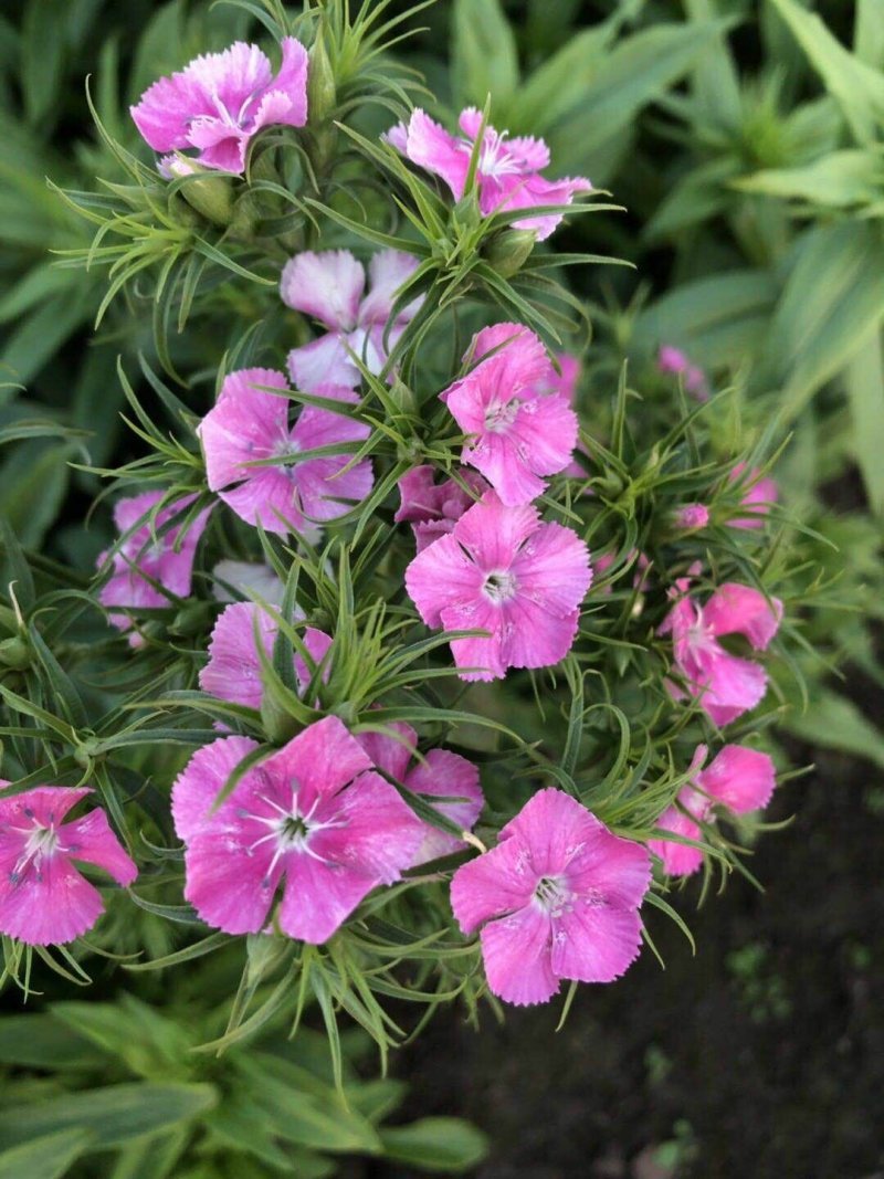 鲜切花