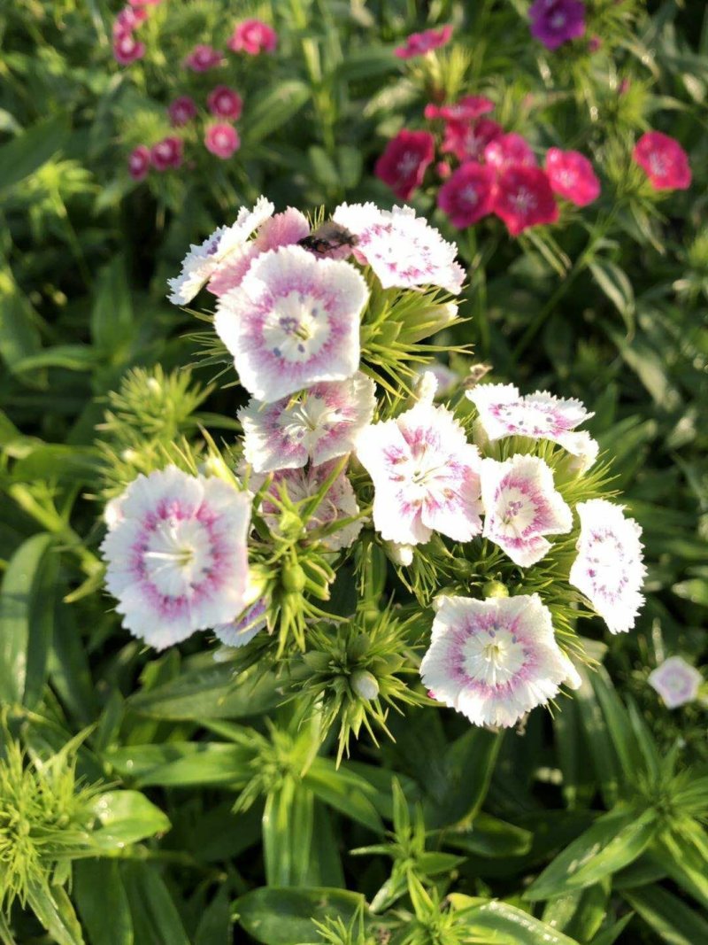 鲜切花