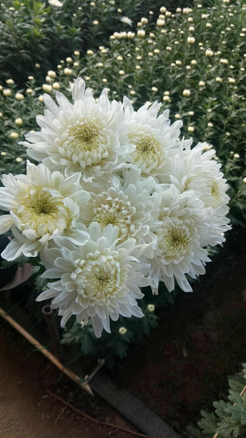 鲜切花
