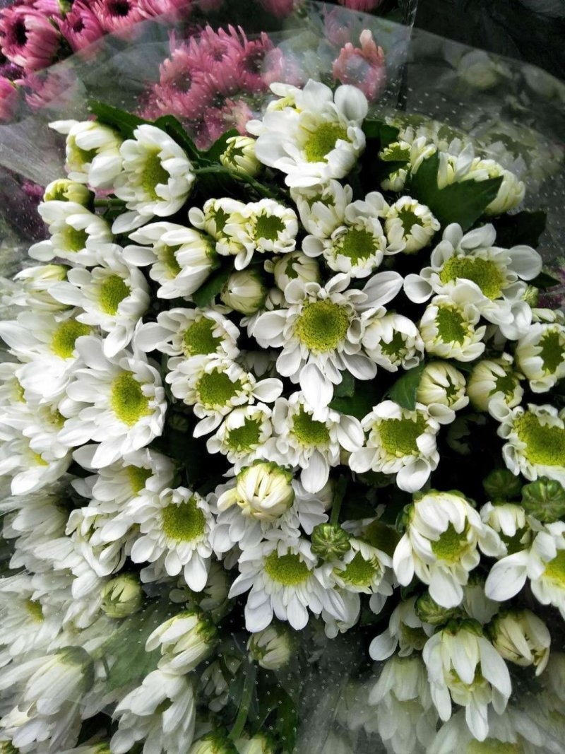 鲜切花