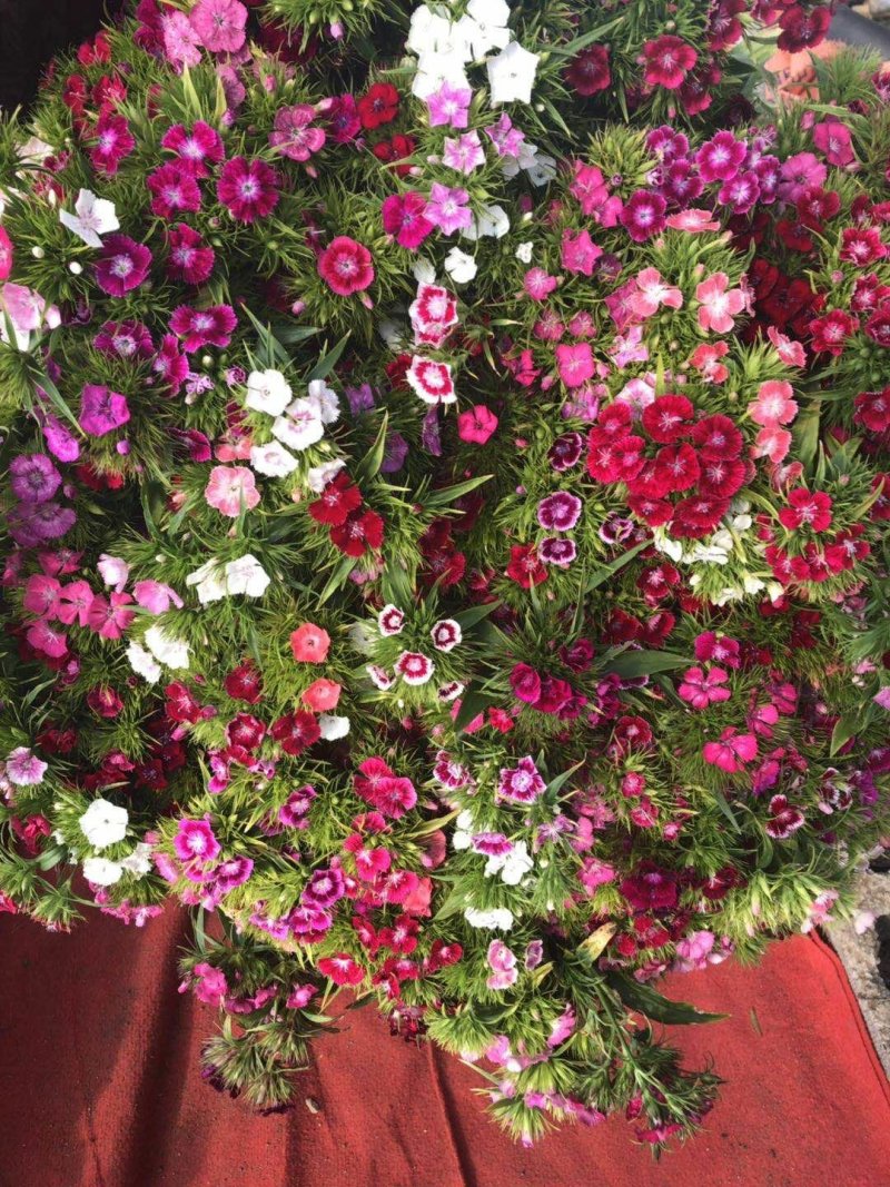 鲜切花
