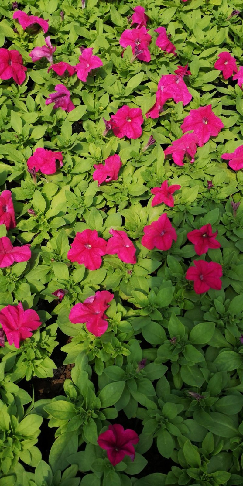 矮牵牛牵牛花价格牵牛苗牵牛