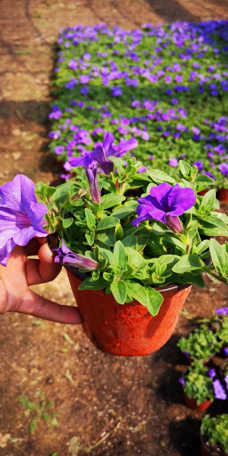 矮牵牛牵牛花价格牵牛苗牵牛