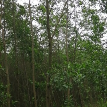 江南杞木，上海造林选择，江西品种，九江品种，特色树种，
