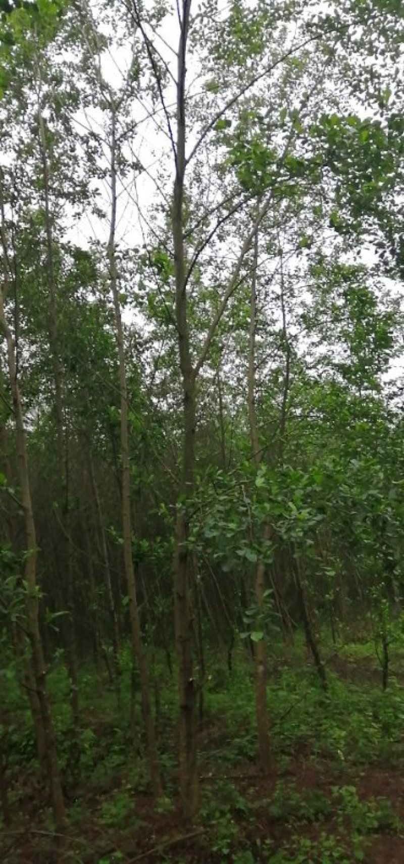 江南杞木，上海造林选择，江西品种，九江品种，特色树种，
