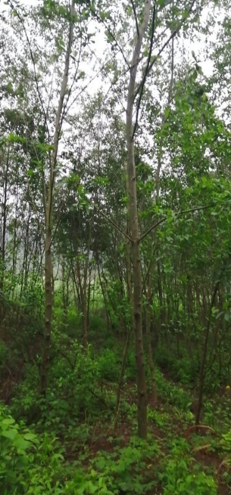 江南杞木，上海造林选择，江西品种，九江品种，特色树种，
