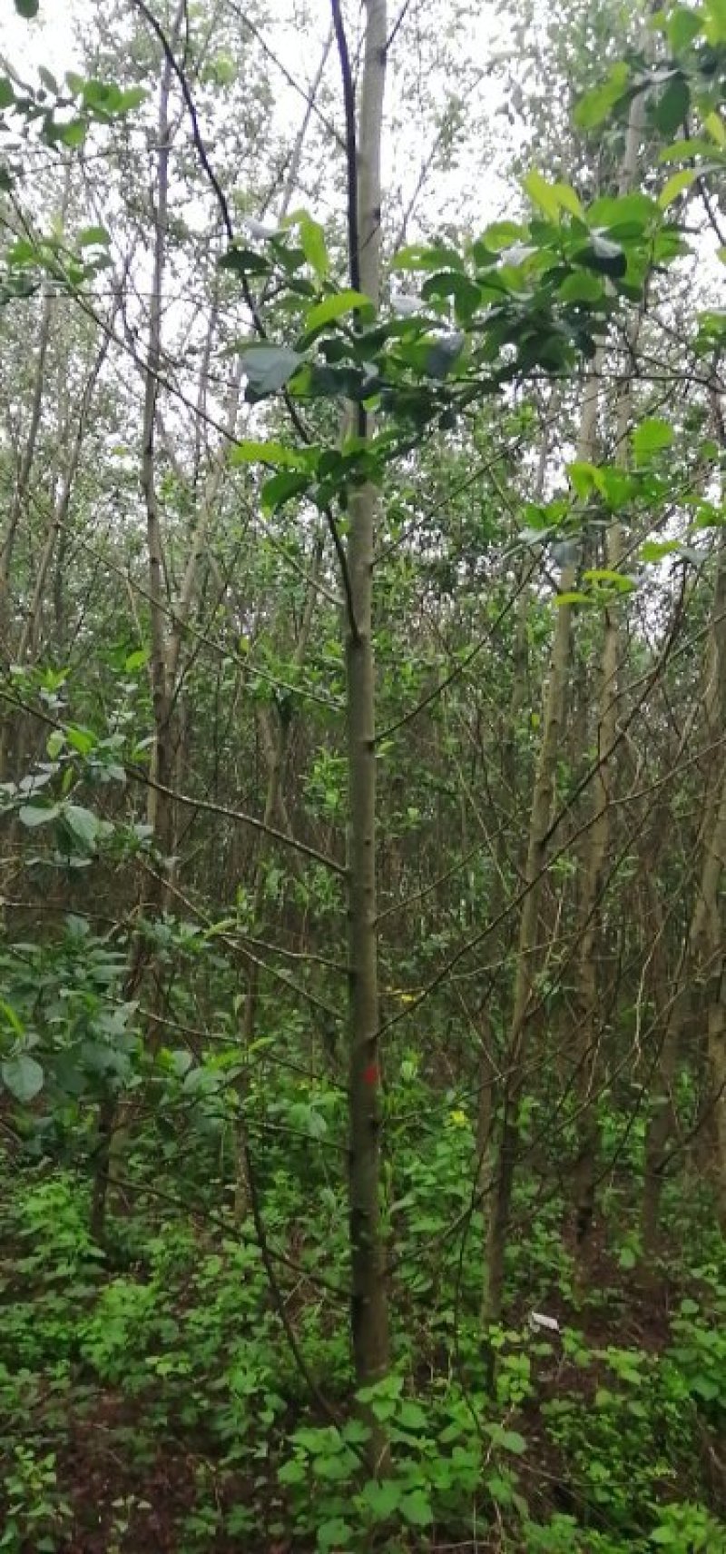 江南杞木，上海造林选择，江西品种，九江品种，特色树种，