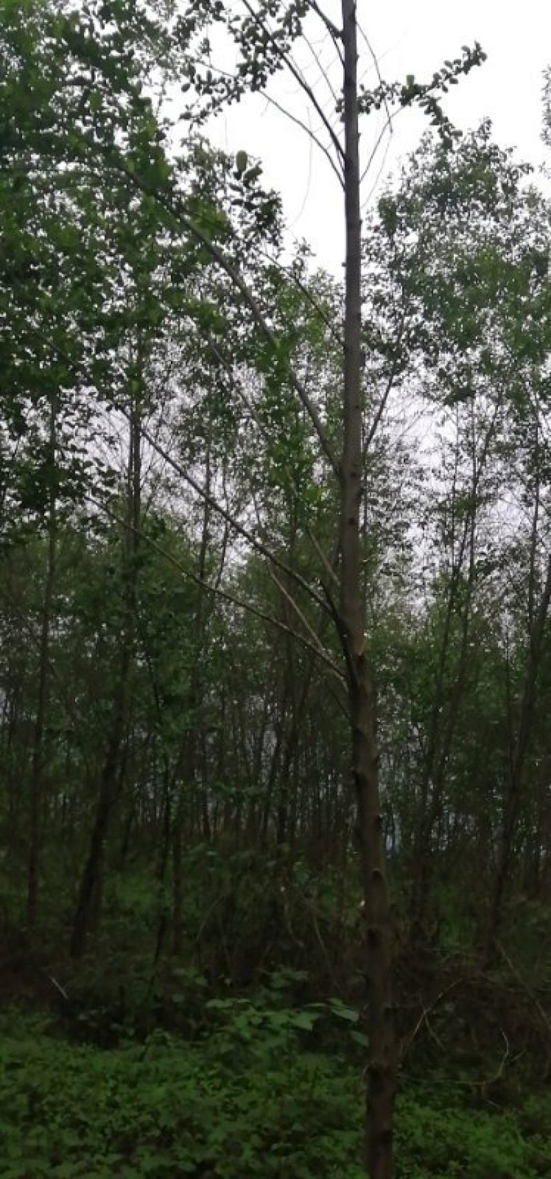 江南杞木，上海造林选择，江西品种，九江品种，特色树种，