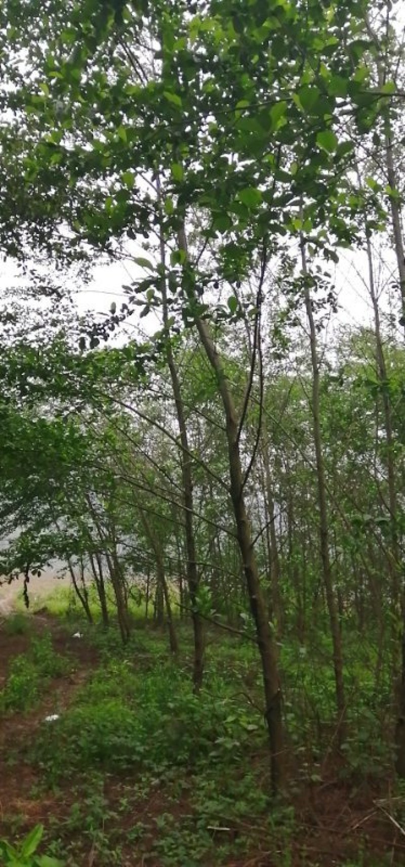 江南杞木，上海造林选择，江西品种，九江品种，特色树种，