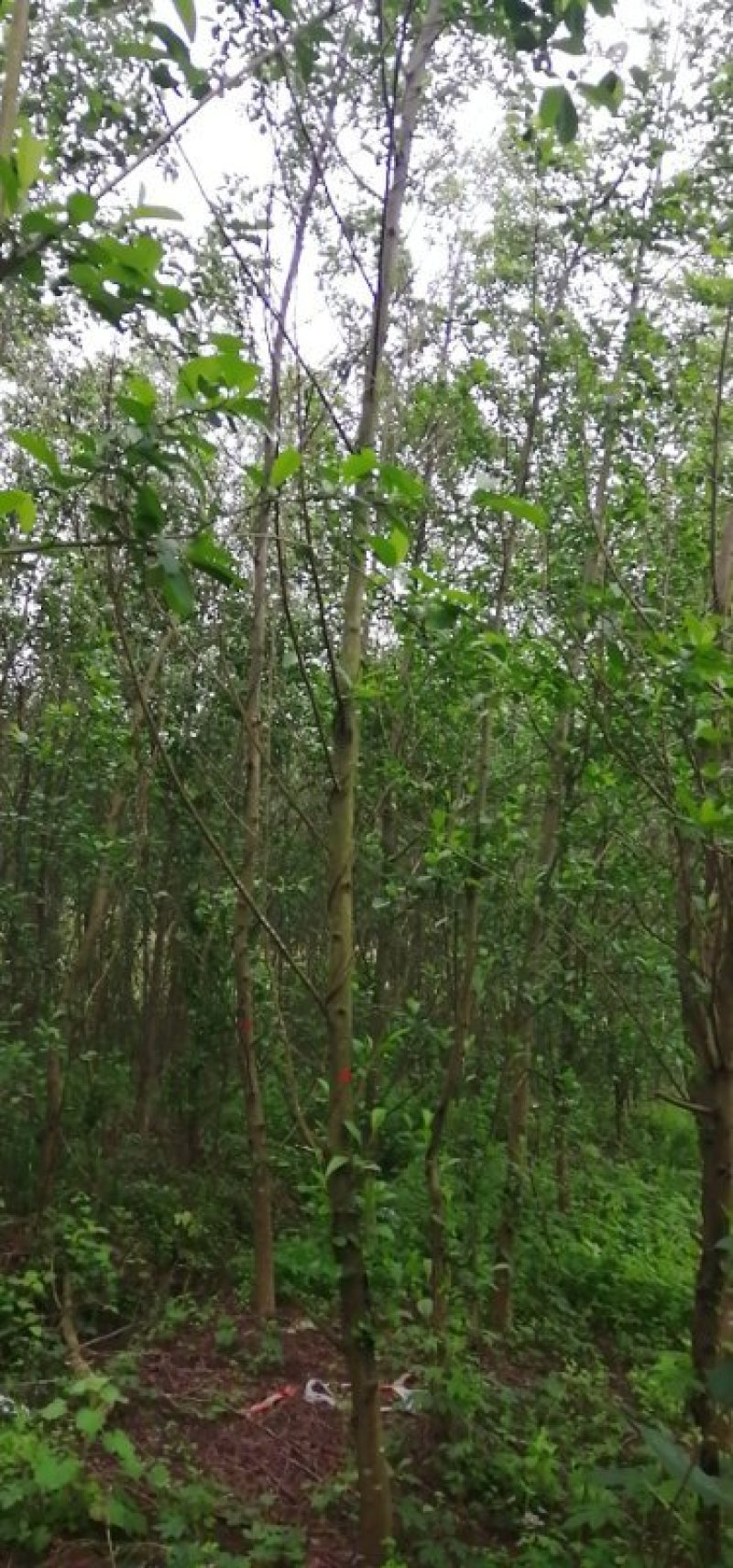 江南杞木，上海造林选择，江西品种，九江品种，特色树种，