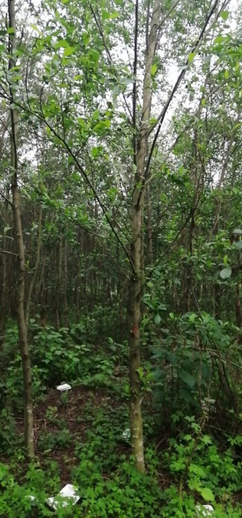 江南杞木，上海造林选择，江西品种，九江品种，特色树种，
