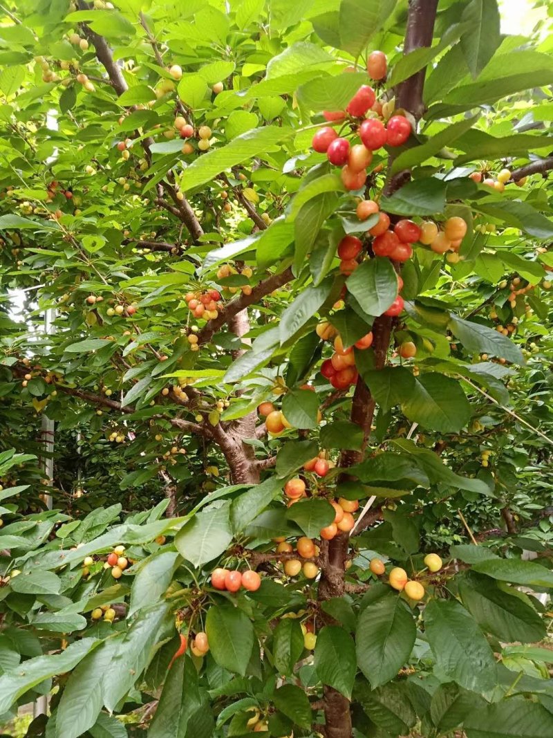山东大樱桃鲁中大樱桃红灯美早新鲜水果