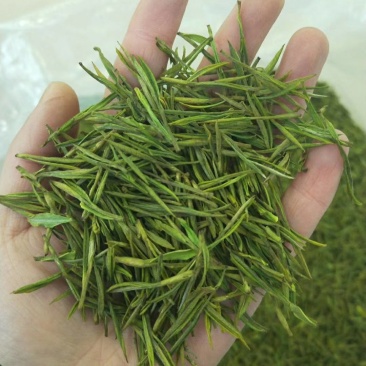 安吉白茶