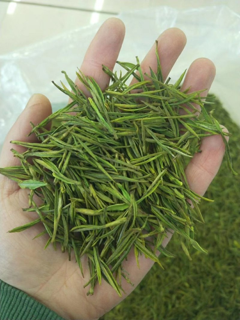 安吉白茶