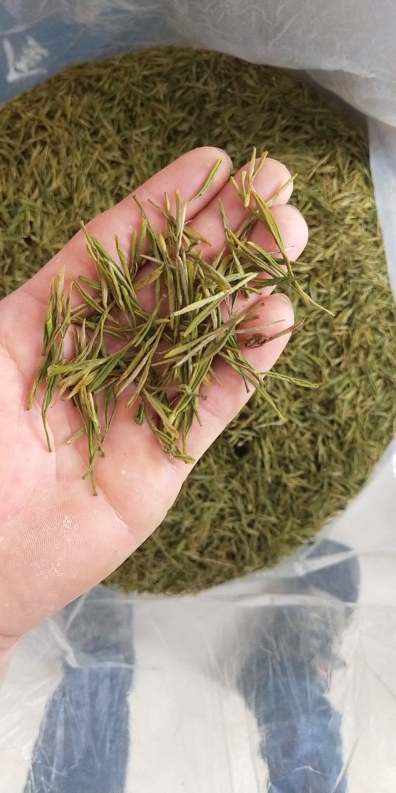 安吉白茶