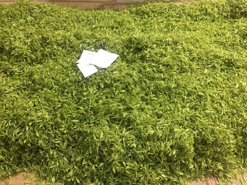 安吉白茶