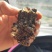 朱沙点南苍术（茅苍术）