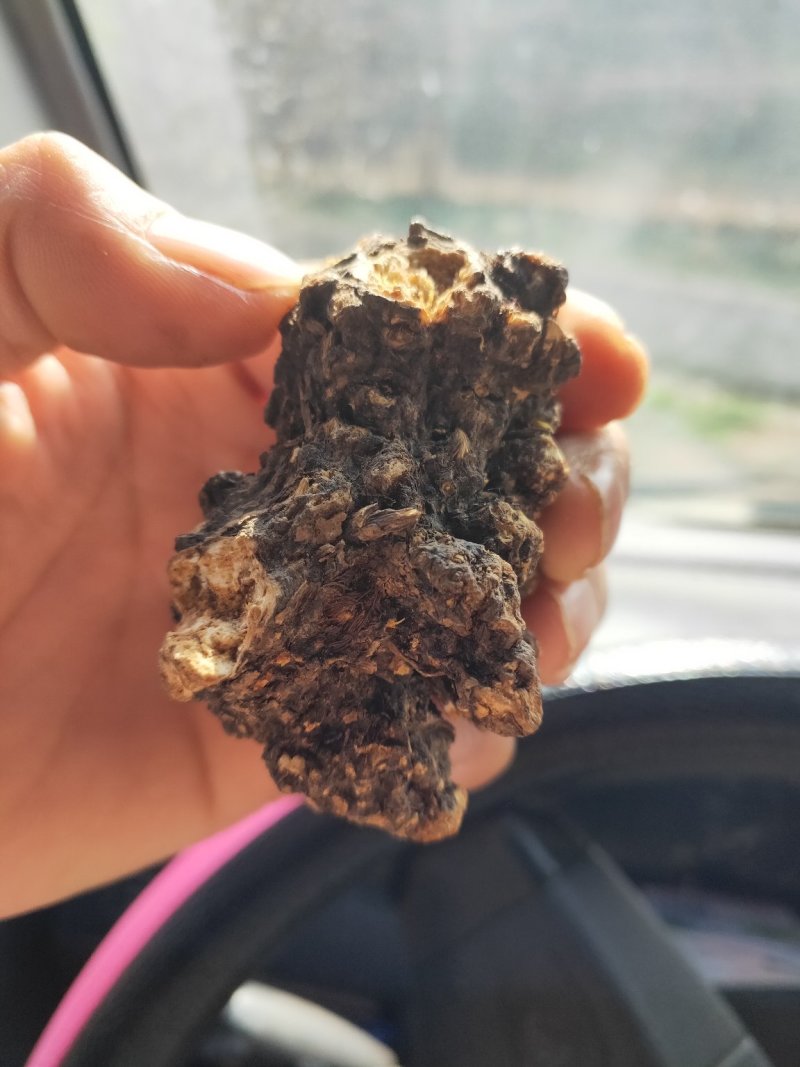 朱沙点南苍术（茅苍术）