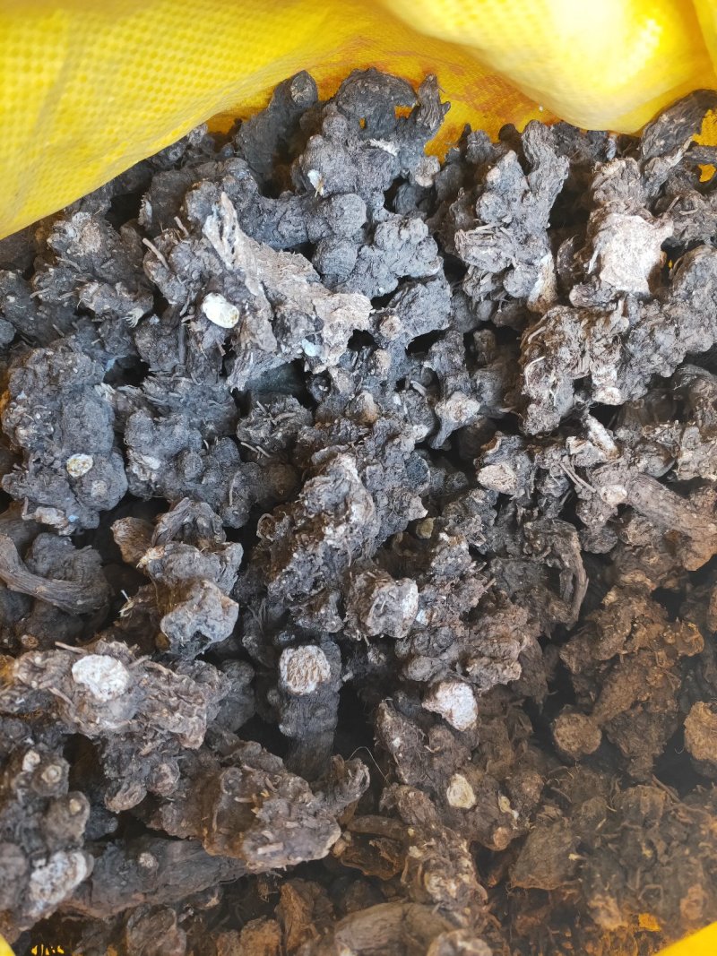 朱沙点南苍术（茅苍术）