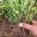 绣线菊牙苗金焰绣线菊麻叶绣线菊青叶绣线菊金山绣线菊