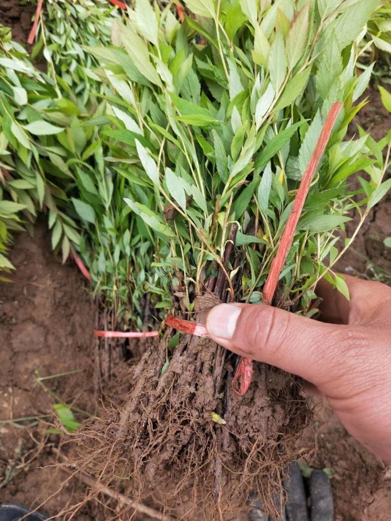 绣线菊牙苗金焰绣线菊麻叶绣线菊青叶绣线菊金山绣线菊