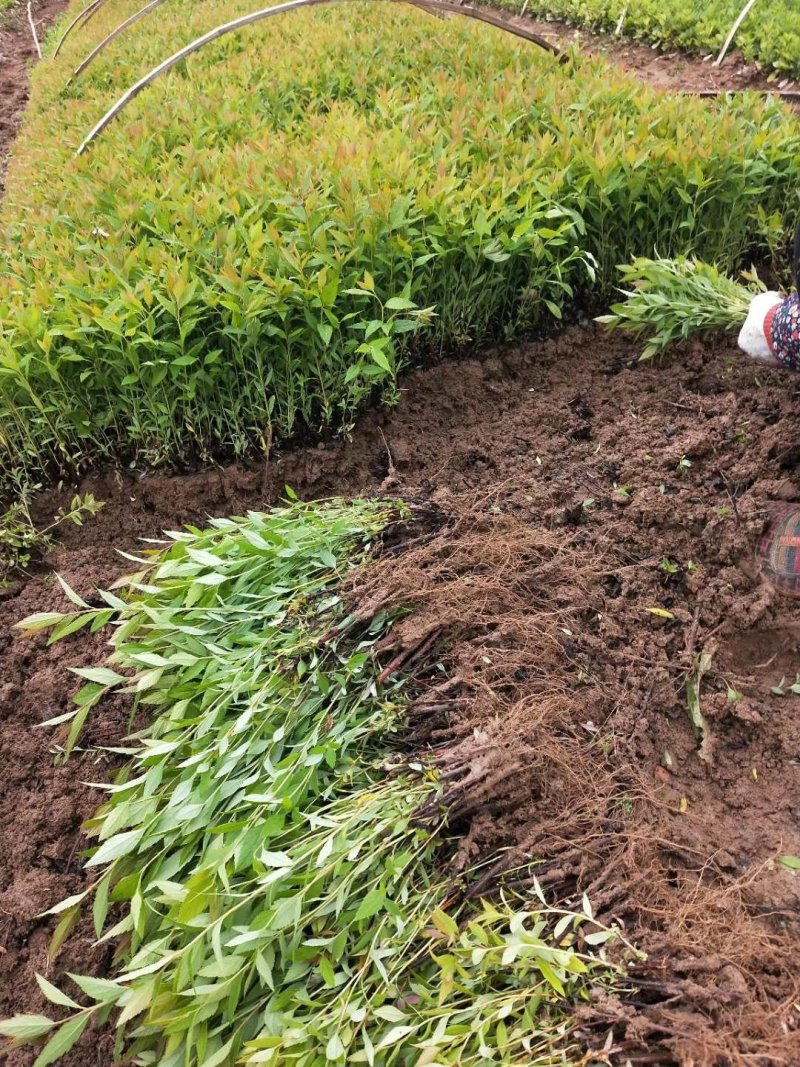 绣线菊牙苗金焰绣线菊麻叶绣线菊青叶绣线菊金山绣线菊