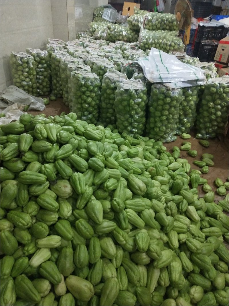 【精品佛手瓜】广东徐闻基地直供质量保证货源充足全国发货