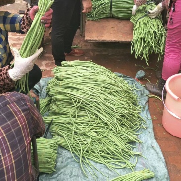 长豆角徐闻青条豆角产地直发质量保证一手货源欢迎订购