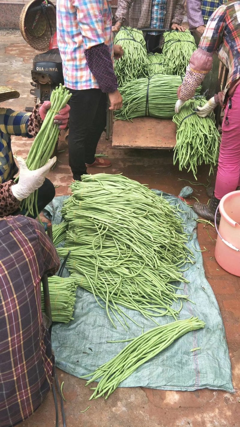 长豆角徐闻青条豆角产地直发质量保证一手货源欢迎订购