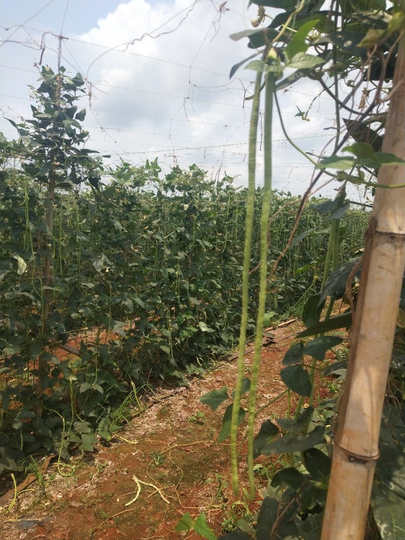 长豆角徐闻青条豆角产地直发质量保证一手货源欢迎订购