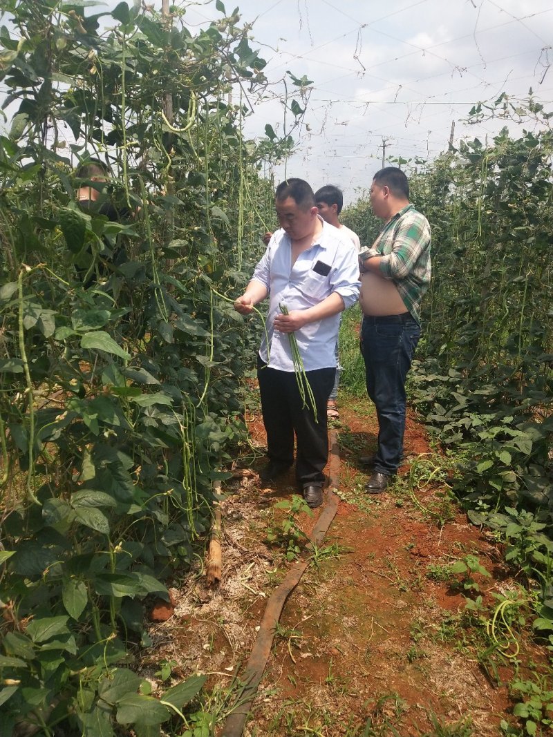 长豆角徐闻青条豆角产地直发质量保证一手货源欢迎订购