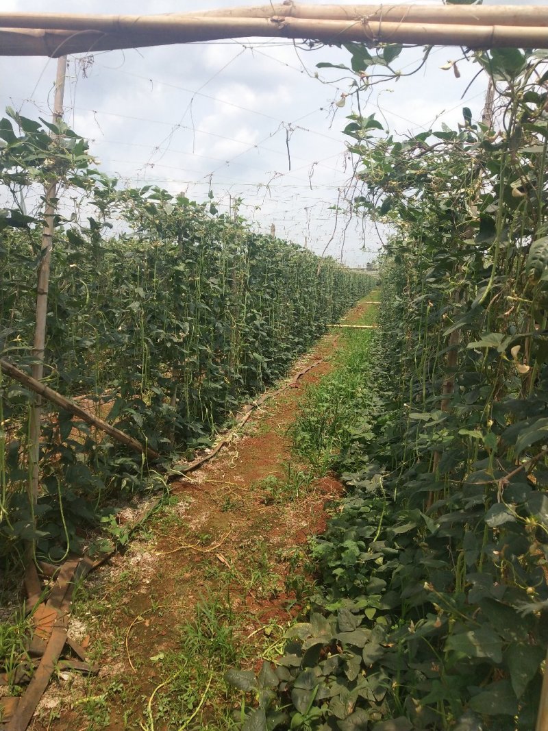 长豆角徐闻青条豆角产地直发质量保证一手货源欢迎订购